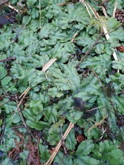 Conocephalum conicum