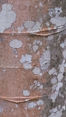 Cecropia peltata