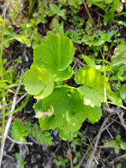 Ranunculus auricomus