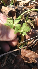 Delphinium alabamicum