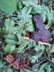 Conocephalum conicum