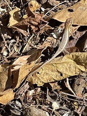 Sceloporus squamosus