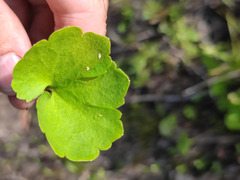Ranunculus auricomus