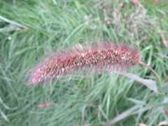 Setaria viridis