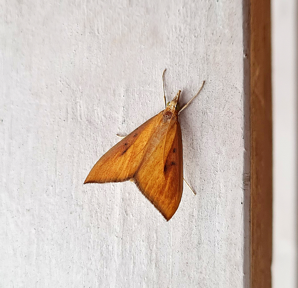 Loxoneptera dichroma