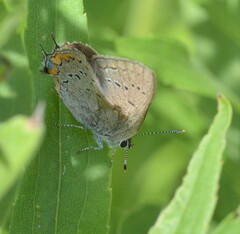 Satyrium acadica