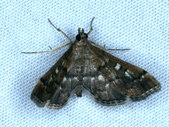 Nacoleia rhoeoalis