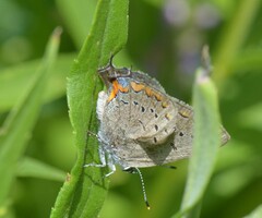 Satyrium acadica