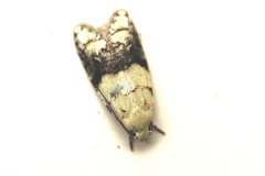 Tracholena sulfurosa