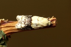 Tracholena sulfurosa