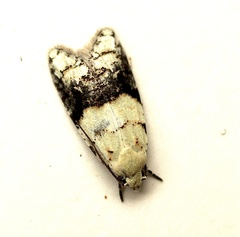 Tracholena sulfurosa