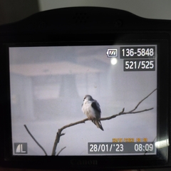 Elanus caeruleus vociferus