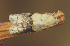 Tracholena sulfurosa