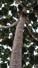 Cecropia peltata
