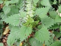 Urtica sykesii