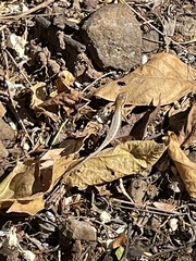 Sceloporus squamosus