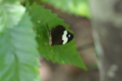 Heteronympha mirifica