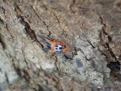 Amphitropesa elegans