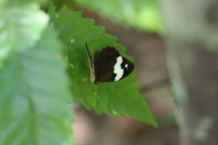 Heteronympha mirifica