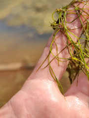Potamogeton trichoides