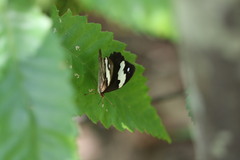 Heteronympha mirifica