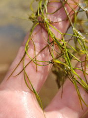 Potamogeton trichoides