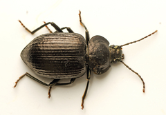 Adelium subdepressum