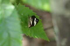 Heteronympha mirifica