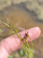 Potamogeton trichoides