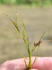 Potamogeton trichoides