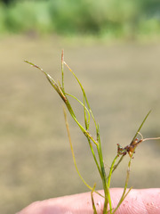 Potamogeton trichoides