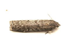 Heteromicta pachytera