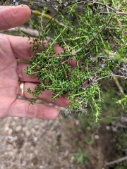 Galium nuttallii