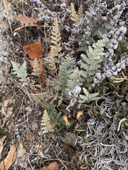 Myriopteris lindheimeri