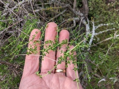 Galium nuttallii