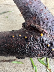 Dacrymyces stillatus