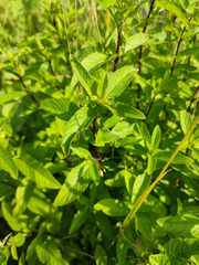 Mentha × piperita