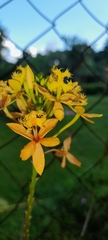 Epidendrum melinanthum