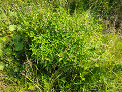 Mentha × piperita