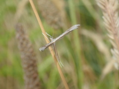 Stenoptilia