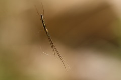 Ariamnes