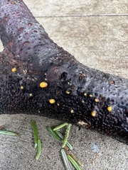 Dacrymyces stillatus