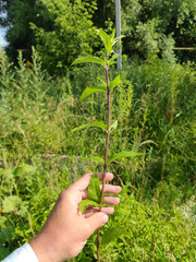 Mentha × piperita