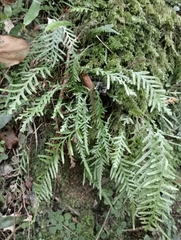 Notogrammitis heterophylla