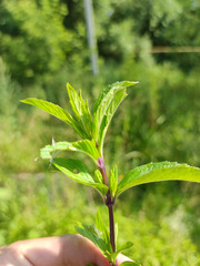 Mentha × piperita