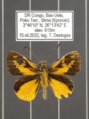 Ceratrichia aurea