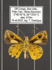 Ceratrichia aurea