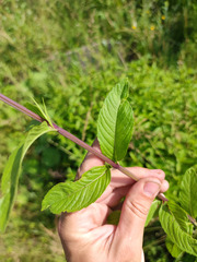 Mentha × piperita