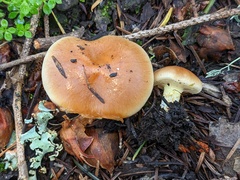 Pholiota brunnescens
