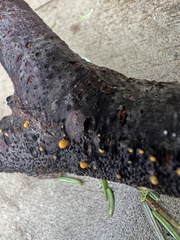 Dacrymyces stillatus